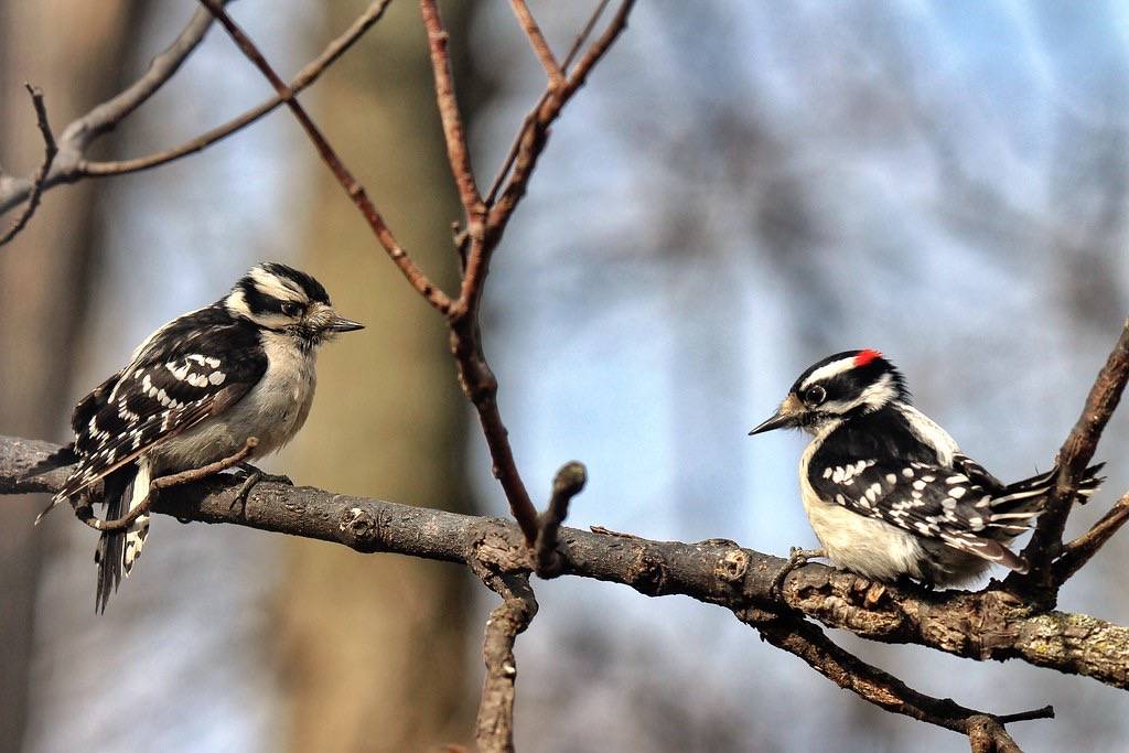 Downy Woodpeckers by Moschell is licensed under CC BY-NC 2.0